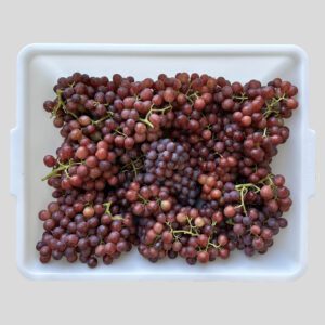 Red grapes in a white container.